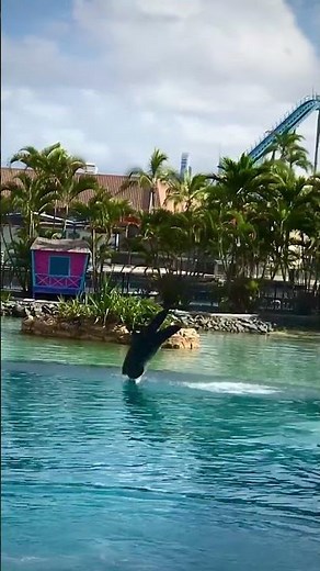 “Dolphin Show Moment 🐬”