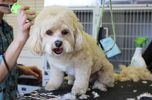 How to Groom an Uncooperative Dog - DogVills
