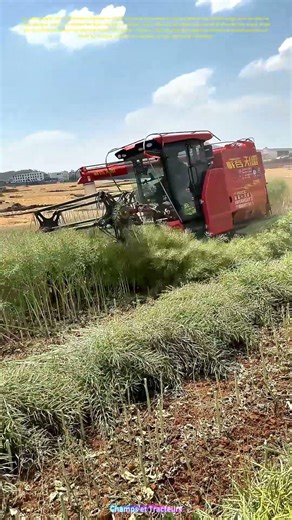 Faucheuse rouge : la moisson mécanique transforme l'or vert en récolte