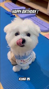 Happy birthday to Kuma 🐻‍❄️