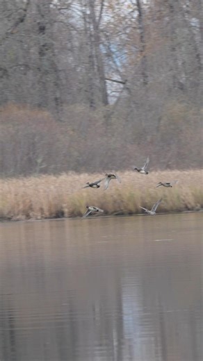 Spot the Duck Species