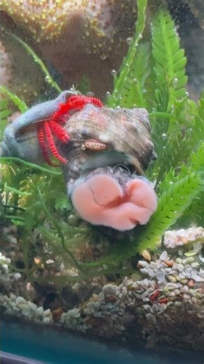 Halloween Hermit Crab taking a ride on a marine turbo snail in a saltwater reef aquarium