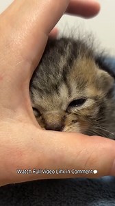 Once a Life at Risk… Now a Tiny Hope for a 16-Day-Old Rescue Kitten | Baby Cat