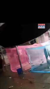 357 reactions · 4 comments | Farmers turn to mosquito nets to shield cows from pesky bites in fly-infested areas [Cows, Mosquito] #NewsWithTN | TIMES NOW | Facebook