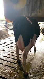 2K views · 64 reactions | Cows enjoying their new DeLaval brush. | Grasstec | Facebook