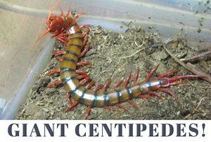 Types of Hawaiian Centipedes & How to Get Rid of the Big Ones