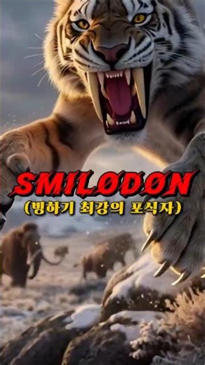맘모스 사냥꾼 Smilodon, 그가 멸종한 진짜 이유? 🐯 #검치호 #빙하기