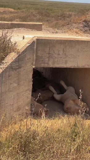 Interaction With Sleeping Lions During Safari | Wild Africa
