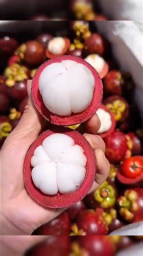 Fakta Unik Buah Manggis Yang Belum Anda Ketahui