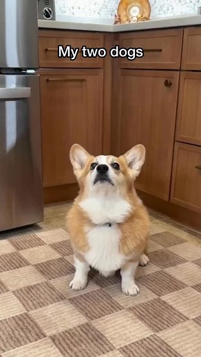 She’s an uncoordinated queen 🫣 #corgi #doglife #doglover #dogdad | Hammy & Olivia