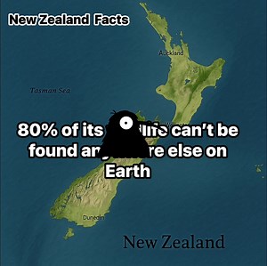 10K views · 242 reactions | Aotearoa’s Living Treasures: Wildlife...