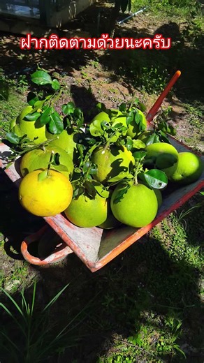 18 มกราคม ค.ศ. 2026