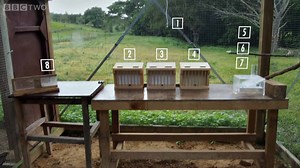 This Crow Is The Smartest Bird You Have Ever Seen