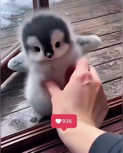 Cute emperor penguin #penguin #emperor #shorts #reels #cute