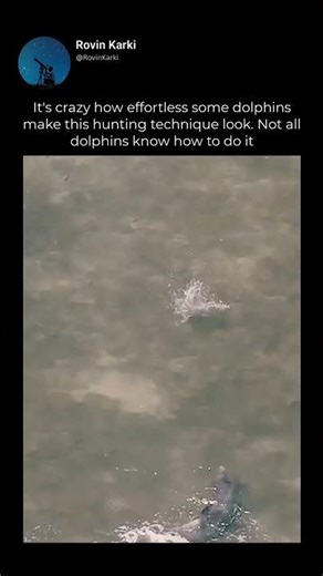 This particular dolphin made 9 attempts and was successful 7 of those times