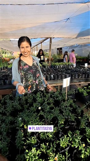 🌷🪴 Vivero & Jardín Romeral (PlantitasYá). 🇨🇱 Región del Maule, frente a Curicó Norte entrada por carretera a camino a Romeral en el kilometro 1, a 1 minuto desde el cruce carretera hacia cordillera. ✅️ Horario: 8:30 a 19:00, . MAPA AL 56991233265. ✅️ LUNES A DOMINGO 🥰 | PlantitasYa