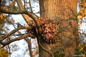 Squirrel Nests & Refugia | Wildlife Online