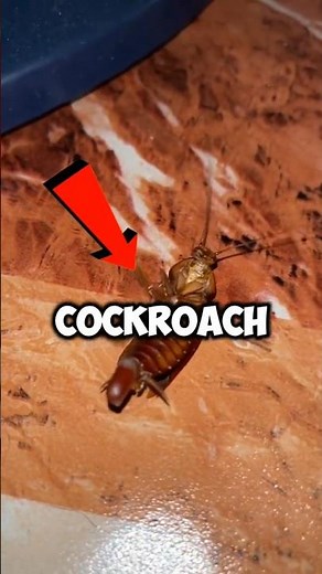 Do NOT Step on A COCKROACH You're Just Making it Worse! 🪳 #shorts #tips