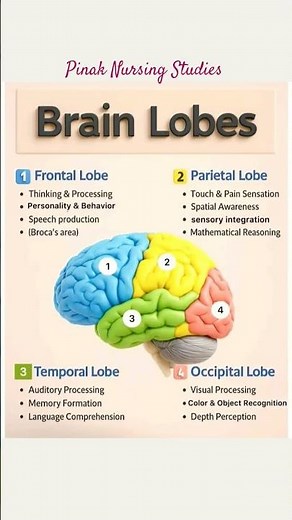 Brain lobes and their functions
