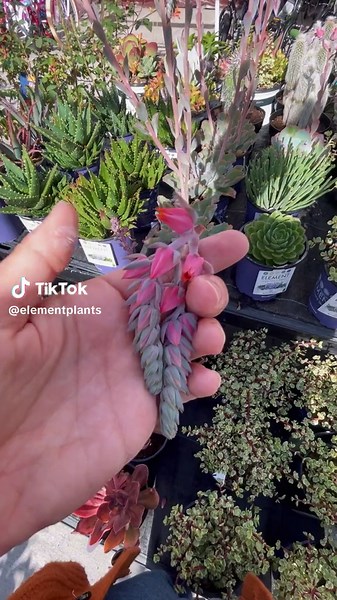 Succulents in full bloom! 🌵🌸 Head to @walmart for an incredible sight and unbeatable deals on these stunning plants. Don't miss out on adding a touch of natural beauty to your space! #SucculentSeason #WalmartFinds