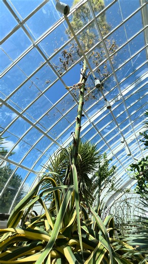 Death Bloom Plant