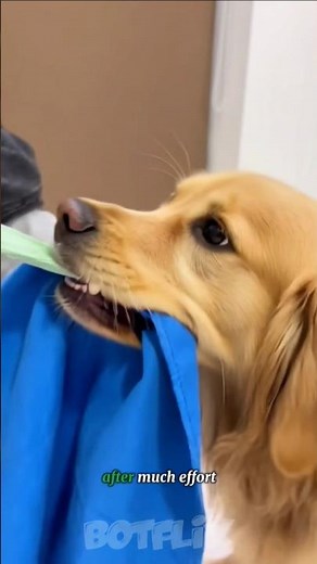 This Dog's Reaction to His Brother Will Make You Laugh 😂✨ #dogs #viral #shorts