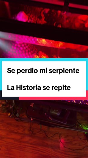 Se perdió mi serpiente te #serpiente #seperdio #snake #nomames #triste | snakes