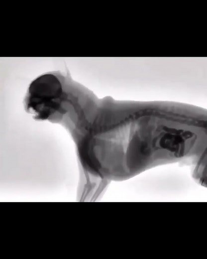 dog digestion process