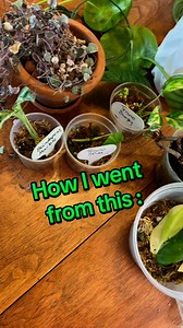 81K views · 424 reactions | Ok… full disclosure, this is my first time using @solsoils seedling & propagation mix. I decided to try a variety of plants! Make sure you are following, I will be posting updates!! if you wanna give it a try before you see my results, make sure to use code Felicia at the checkout for 10% off your order!! ￼#propagation #plantsplantsplants #alocasiacorm https://solsoils.com/?sca_ref=4035372.swaBDgNl9M | Pothosiblyaboutplants | Facebook