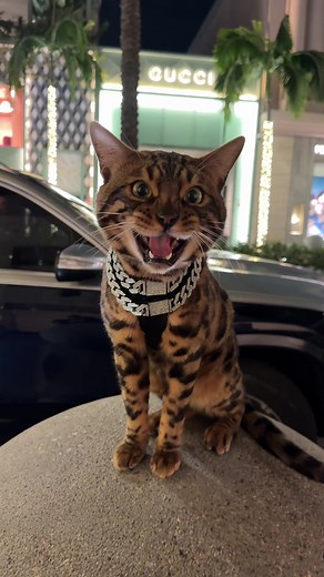 Exploring Baki the Bengal: A Unique Cat POV