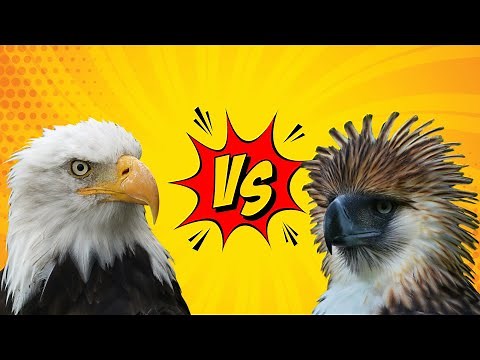 Bald Eagle vs Philippine Eagle (Golden Eagle, Harpy Eagle, Cassowary)