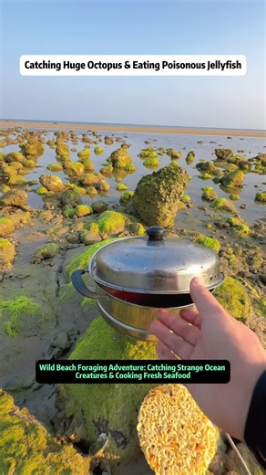 Wild Beach Foraging Adventure: Catching Huge Octopus & Eating Poisonous Jellyfish Join me on an exciting beach foraging adventure where I explore the ocean and discover some of the most unusual and fascinating sea life! From catching a mysterious tentacled creature (octopus or squid?) to finding a tiny lobster, jellyfish, and even a dangerous sea urchin, every moment is full of surprises. This video combines entertainment, education, and real-life survival skills as I show you how to safely inte