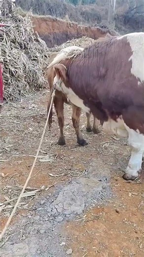 Cattle management Cattle price trend forecast Bull market analysis 23