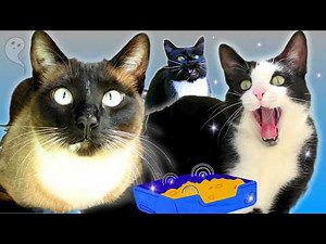 BEST CAT VOICE OVERS 🤣 | Episode 7