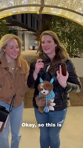 Episode 3 of Guess That Breed where you guess dog breeds to win cash… this one didn’t take too long 😅#crockettdoodles #doodles #puppy | Crockett Doodles