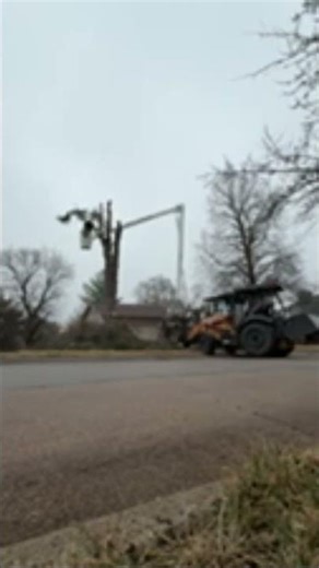 Tree cutting 101