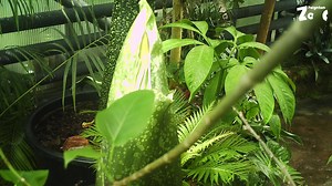 You may have noticed that we have a large titan arum plant getting ready to bloom in our Crocodile Swamp exhibit... 🌺 This giant plant is called Olympian, as it has previously flowered in 2012 and 2016 - both years of the Olympics! As you can see from our footage so far, Olympian is growing rapidly each day and we think that this may be our tallest Titan arum bloom EVER! Our Gardens team are estimating that the plant will bloom later on this week - we will of course update you as soon as it doe