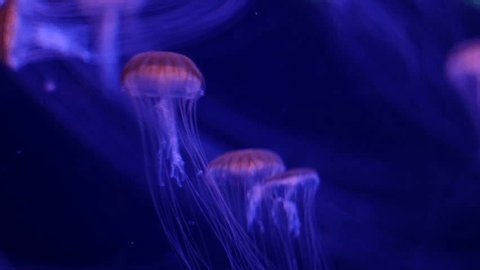 clip-3999432775-underwater-view-tropical-marine-life-inside-aquarium