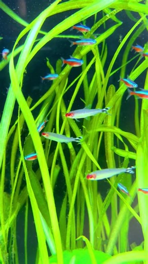 Oxygen Production in Planted Aquarium Using Sunlight & CO2 (Pearling Explained) 🤗🤗