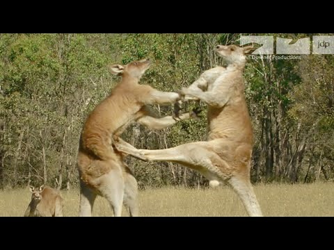 KANGAROO FIGHT!!!