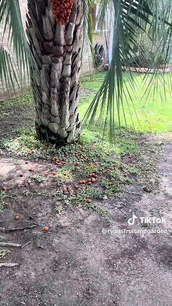 Ha!! Life long quest unlocked!! When I was a small child I lived next door to a man who had this Jelly Palm tree that made this amazing looking cluster of orange fruit. I always wanted to try them but never had a chance. A few years ago I bought a small tree online and started the journey to try the fruit. It died. I was planning on buying another tree this year but had not gotten around to it yet. Then Dale Trosclair Boudreaux was kind enough to tag me in a post of Jill Mabry who had a tree and