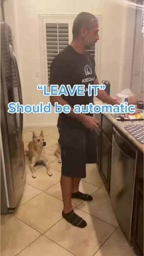 1.7M views · 10K reactions | Other dogs vs my dog | Patrick Barnes | Facebook