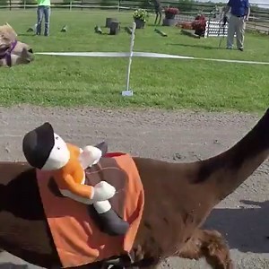 🗣IT’S BAAAAACK. The second annual Alpaca Kentucky Derby was a close one! | NBC Sports
