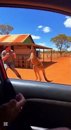 Kangaroo Attacks on Camera | Real Wild Animal Encounter”
