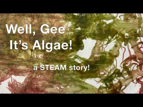 Well Gee, It's Algae! - amazing algae STEAM story for kids