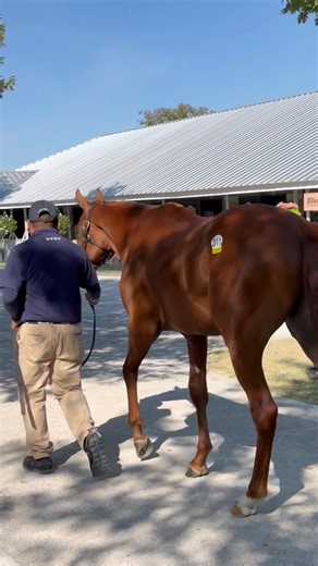 9.1K views · 232 reactions | ✨ #KeeSept Book 1, Session 2 Results: Hip 311, a Gun Runner colt out of Dragic, sells for $1.6 million to Three Chimneys from the Four Star Sales consignment. | Thoroughbred Daily News | Facebook