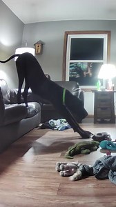 591K views · 7K reactions | Omg  dog farts . #dog #fartsarefunny #fart | Larry_the_great_dane | Facebook