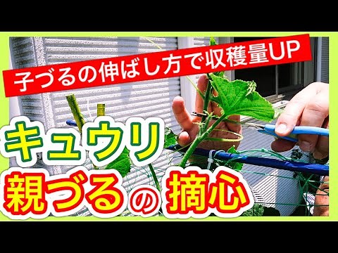 [How to Grow Cucumbers] Increase your harvest by pinching off the main vine and letting the side ...