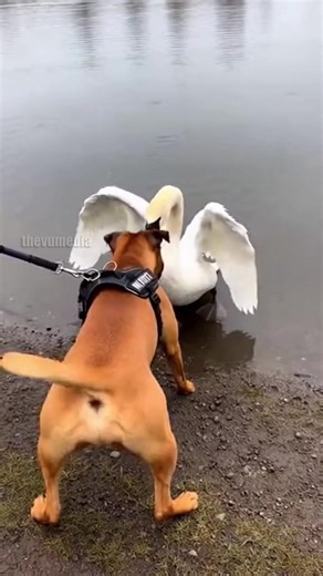 Riverbank Standoff Ends in Surprise Snuggles: Fierce Water Bird and Dog Become Best Friends A peaceful walk along a foggy riverbank nearly turned into an all-out brawl when a territorial water bird decided to defend its turf. Handheld footage captured the moment a muscular dog, pulling at its leash, was met with a massive bird charging out of the water with its wings flared in a terrifying display of aggression. The two stood nose-to-beak in a high-stakes standoff that held bystanders breathless