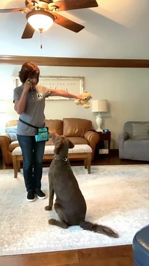 How to Use a Clicker in Training